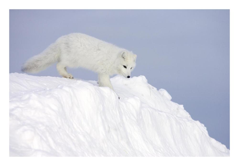 Arctic Fox on snow drift, tundra, Arctic-Paper Art-26"x18"