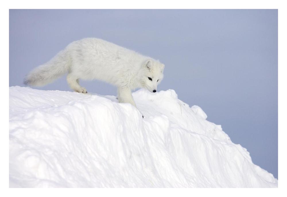 Arctic Fox on snow drift, tundra, Arctic-Paper Art-32"x22"