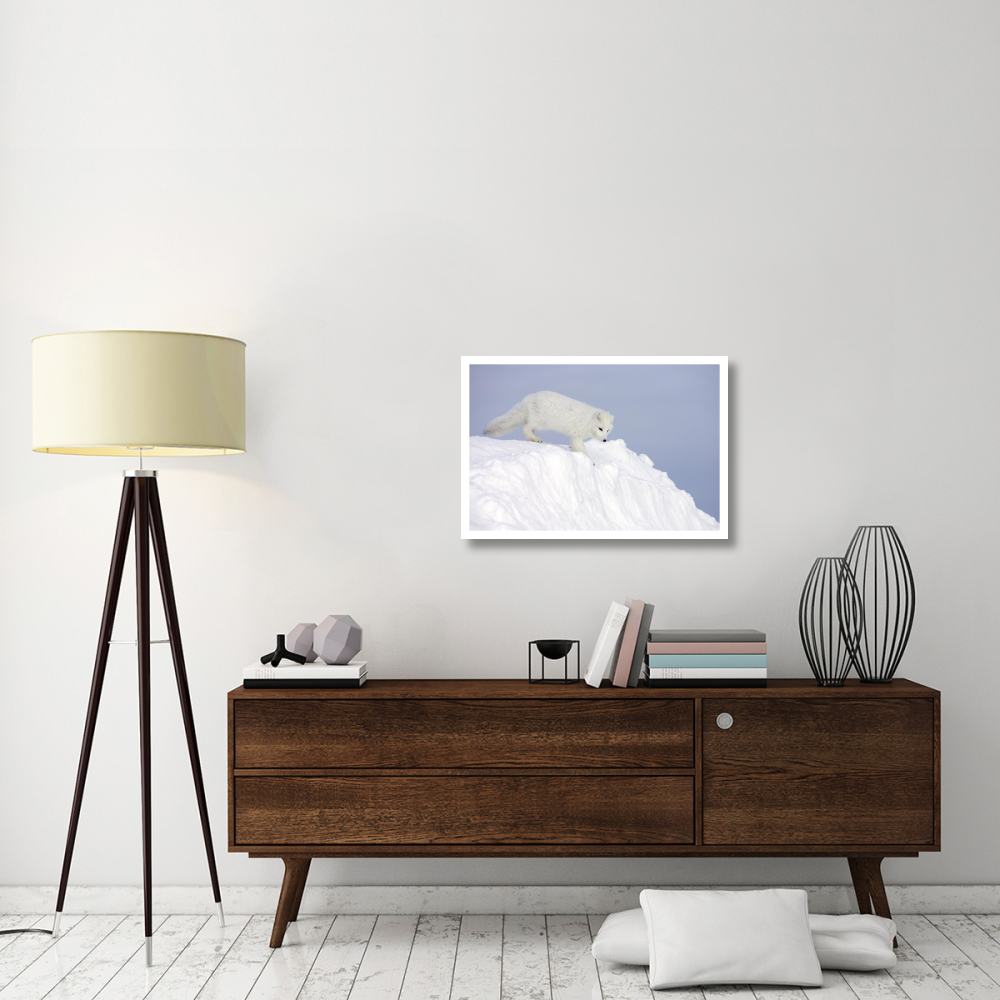 Arctic Fox on snow drift, tundra, Arctic-Paper Art-32&quotx22"