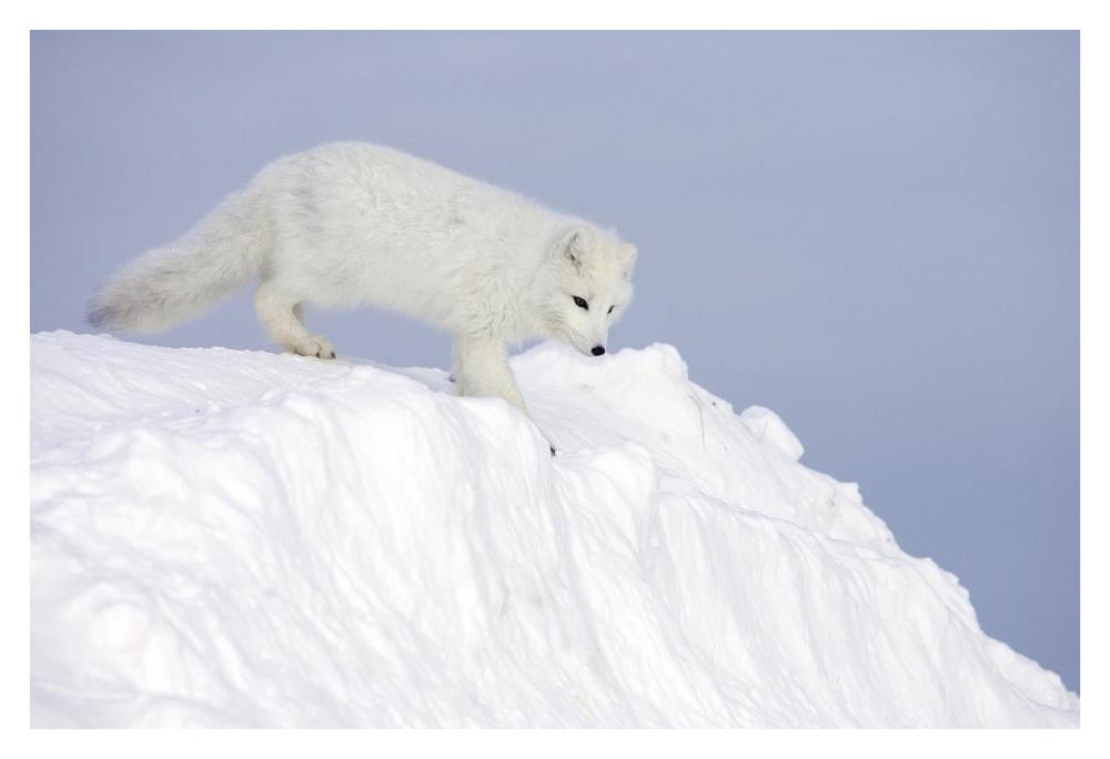 Arctic Fox on snow drift, tundra, Arctic-Paper Art-38"x26"