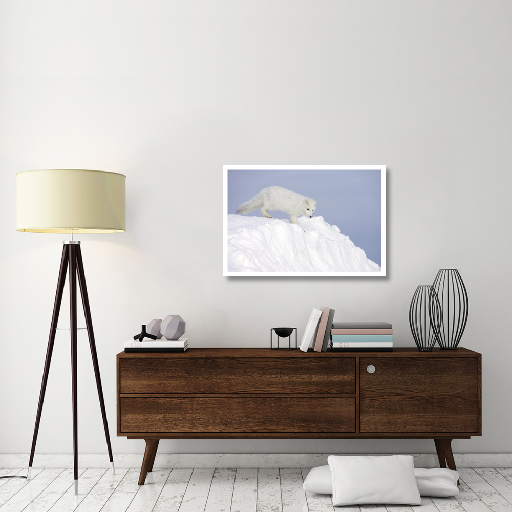 Arctic Fox on snow drift, tundra, Arctic-Paper Art-38&quotx26"