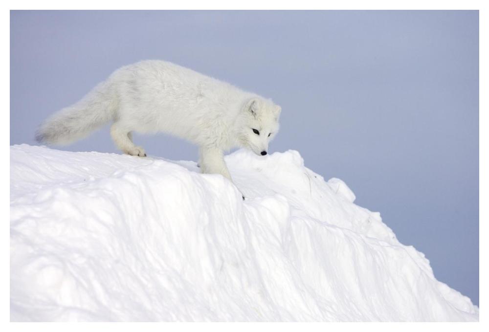 Arctic Fox on snow drift, tundra, Arctic-Paper Art-50"x34"