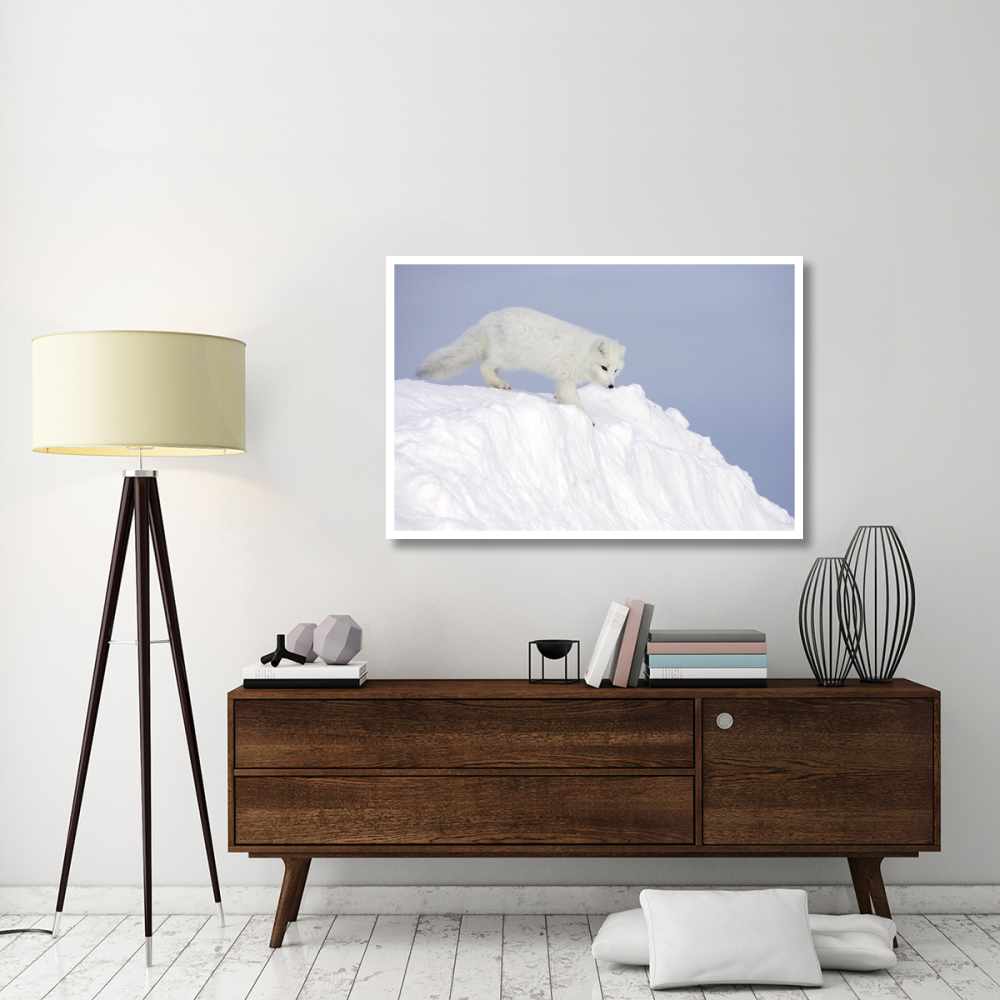 Arctic Fox on snow drift, tundra, Arctic-Paper Art-50&quotx34"