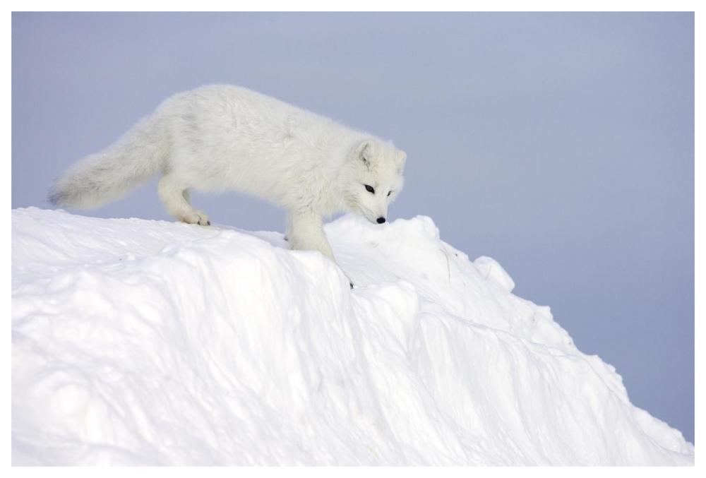 Arctic Fox on snow drift, tundra, Arctic-Paper Art-62"x42"