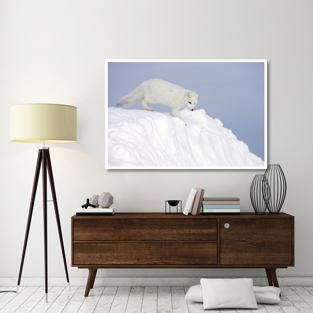 Arctic Fox on snow drift, tundra, Arctic-Paper Art-62&quotx42"