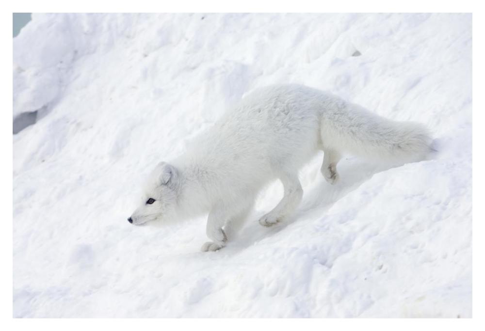 Arctic Fox on snow drift, tundra, Arctic-Paper Art-20"x14"