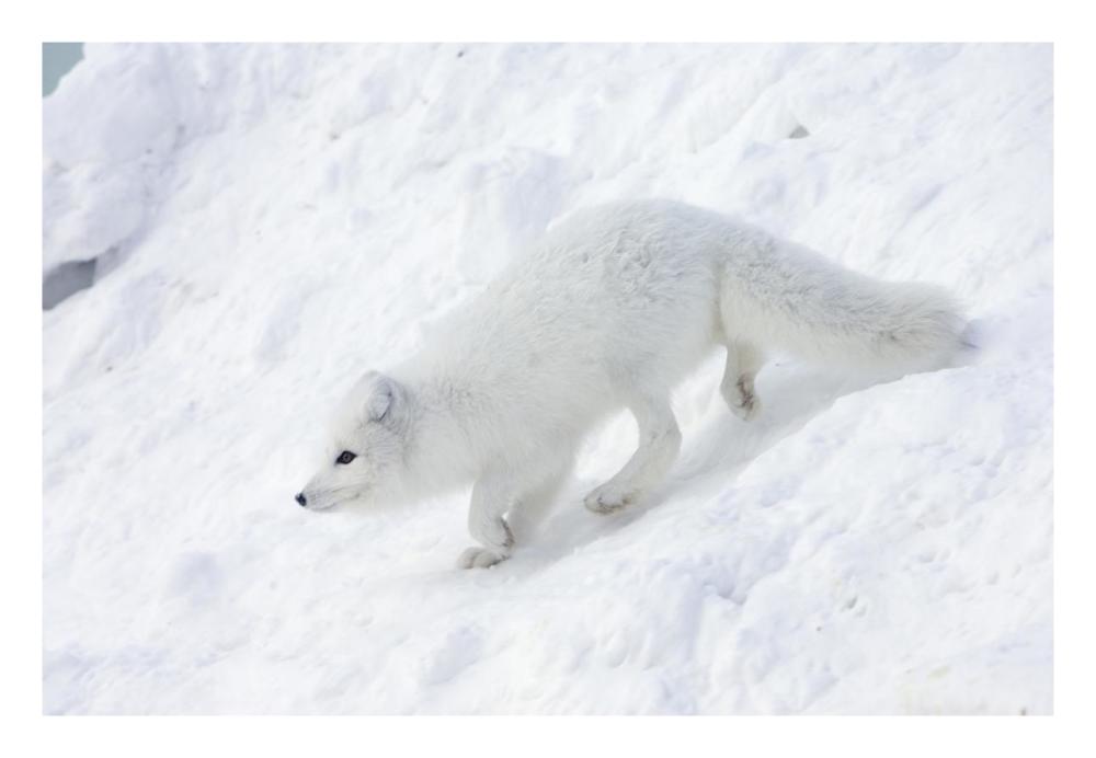 Arctic Fox on snow drift, tundra, Arctic-Paper Art-26"x18"