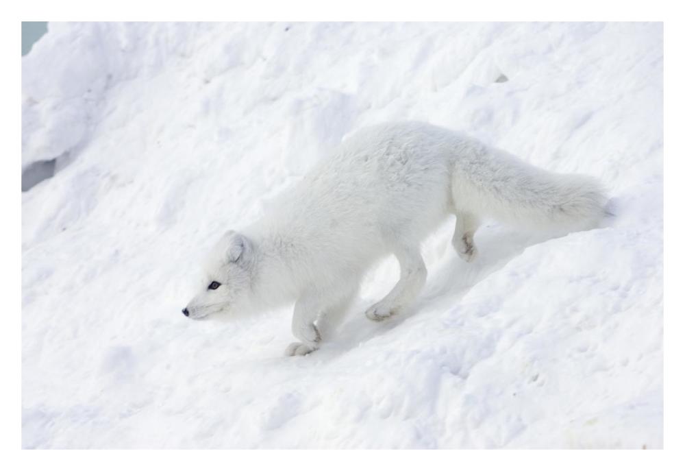 Arctic Fox on snow drift, tundra, Arctic-Paper Art-32"x22"