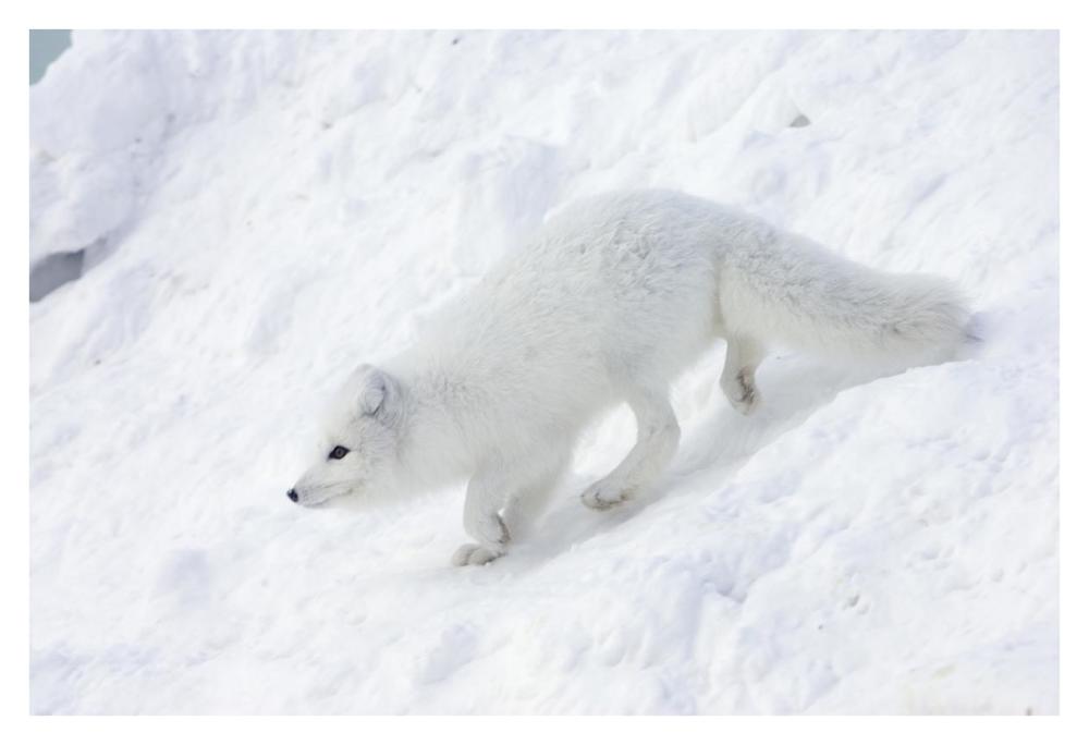 Arctic Fox on snow drift, tundra, Arctic-Paper Art-38"x26"