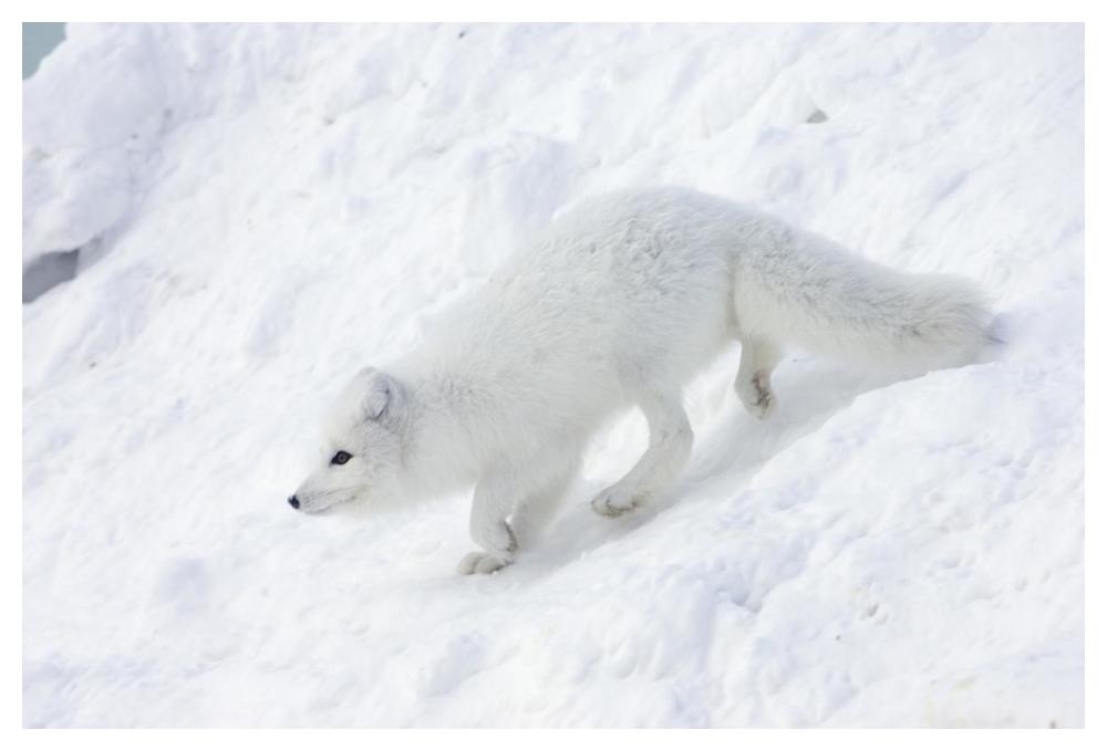 Arctic Fox on snow drift, tundra, Arctic-Paper Art-50"x34"
