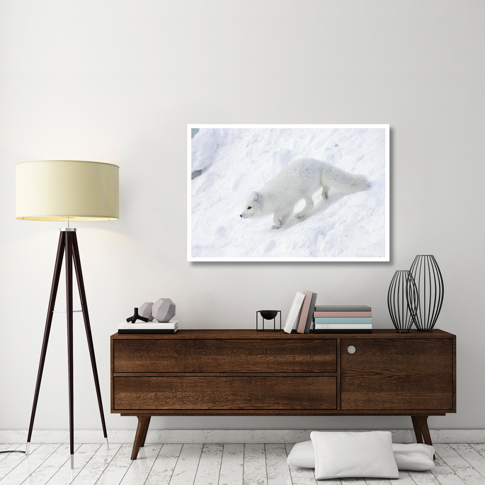 Arctic Fox on snow drift, tundra, Arctic-Paper Art-50&quotx34"