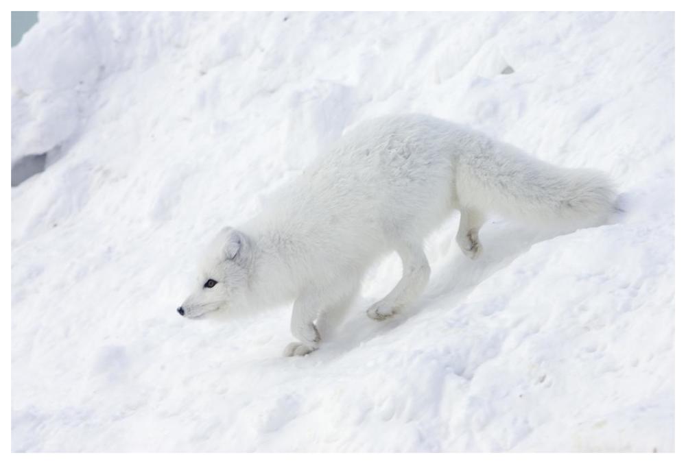 Arctic Fox on snow drift, tundra, Arctic-Paper Art-62"x42"