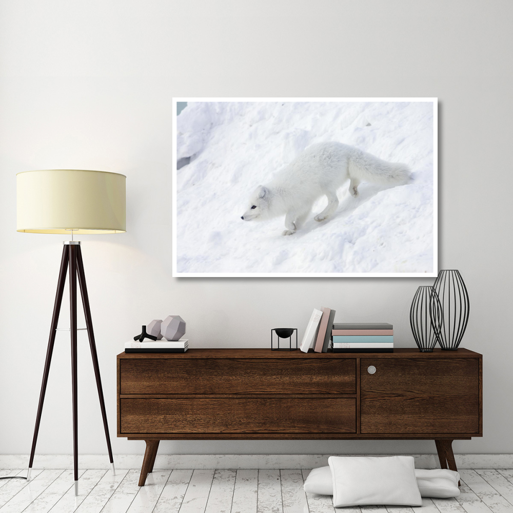 Arctic Fox on snow drift, tundra, Arctic-Paper Art-62&quotx42"