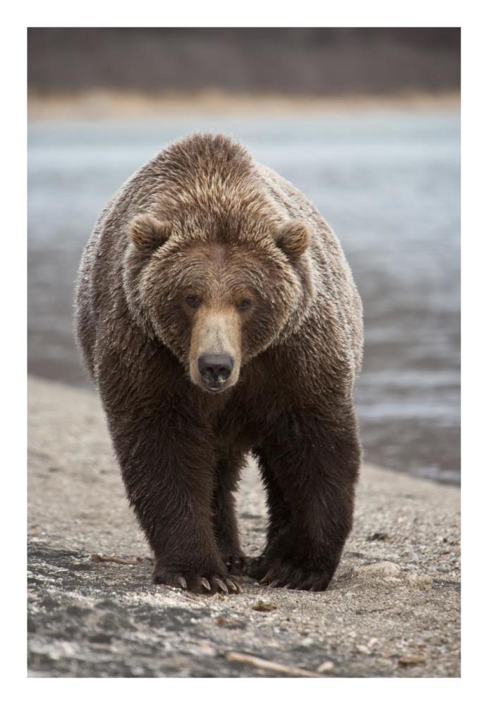 Grizzly Bear, Katmai National Park, Alaska-Paper Art-18"x26"