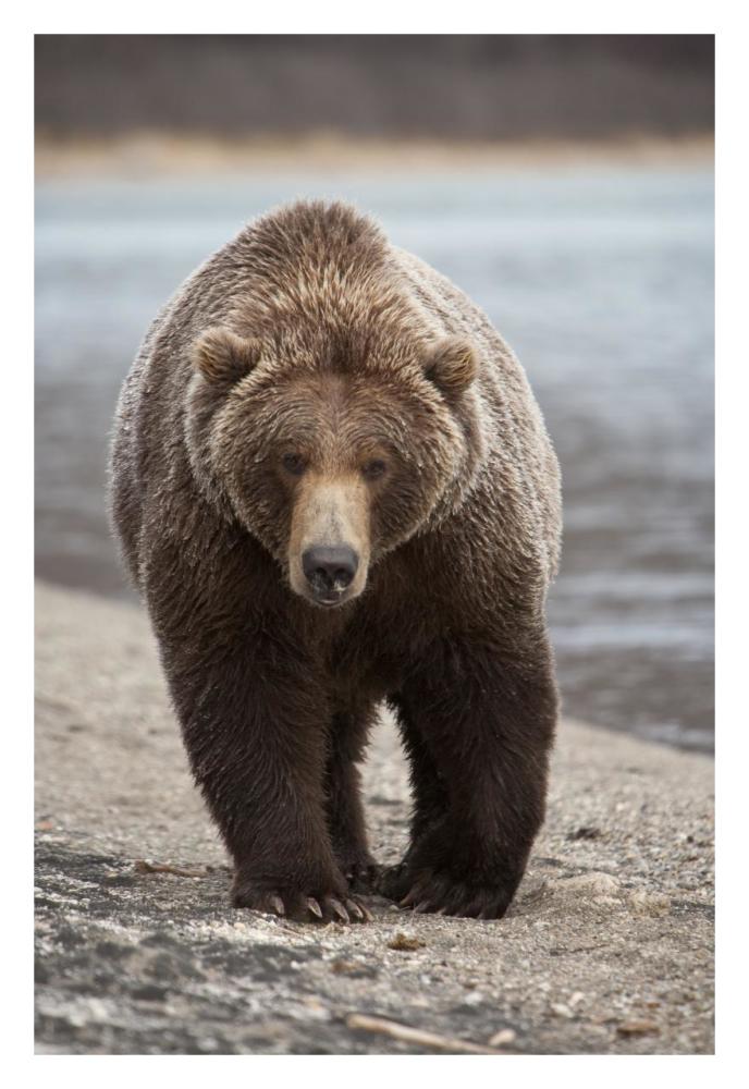 Grizzly Bear, Katmai National Park, Alaska-Paper Art-22"x32"