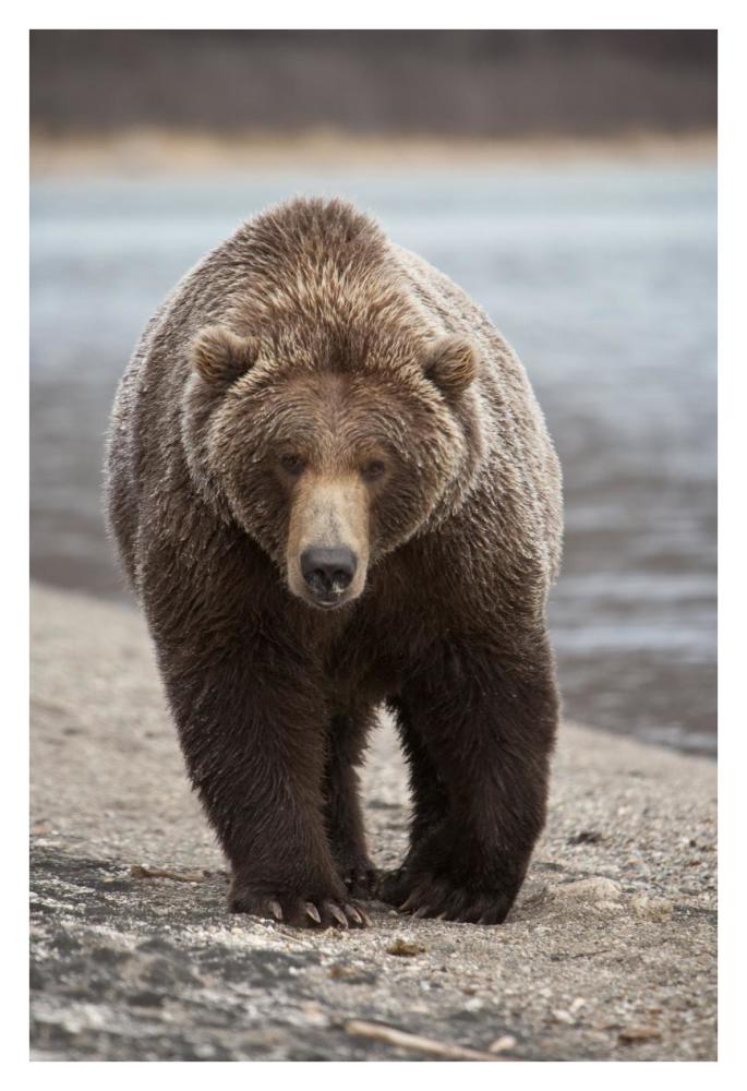 Grizzly Bear, Katmai National Park, Alaska-Paper Art-26"x38"