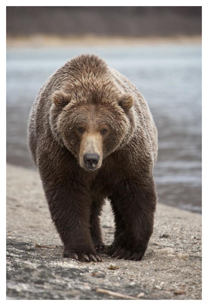 Grizzly Bear, Katmai National Park, Alaska-Paper Art-34"x50"