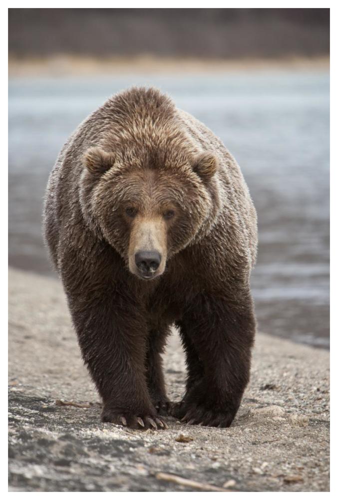 Grizzly Bear, Katmai National Park, Alaska-Paper Art-42"x62"