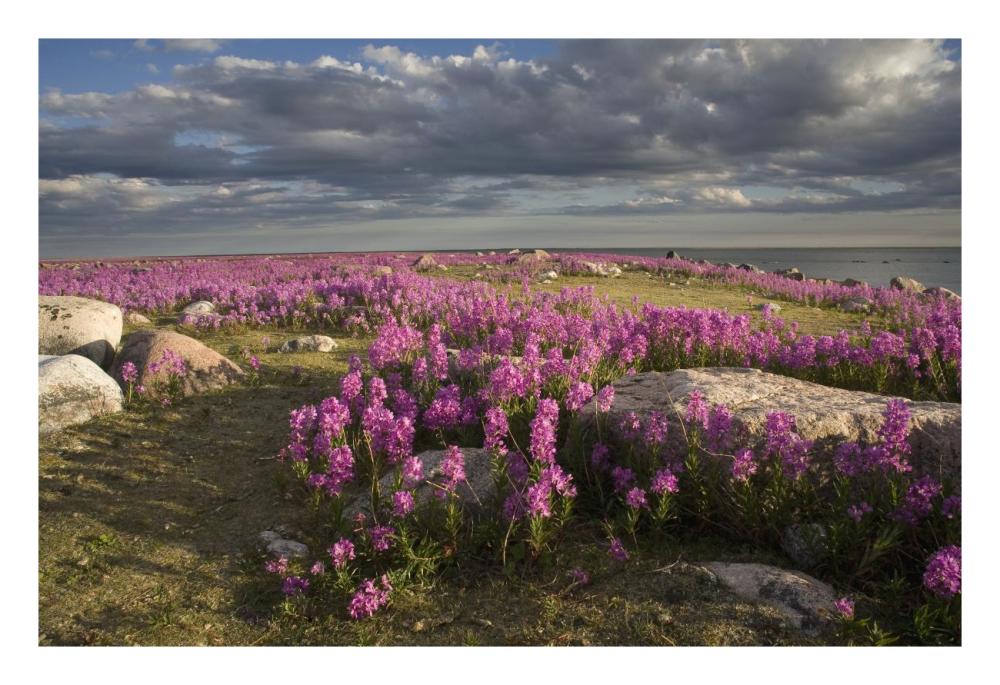 Fireweed covered island, Hudson Bay, Canada-Paper Art-26"x18"
