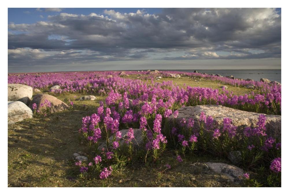 Fireweed covered island, Hudson Bay, Canada-Paper Art-38"x26"