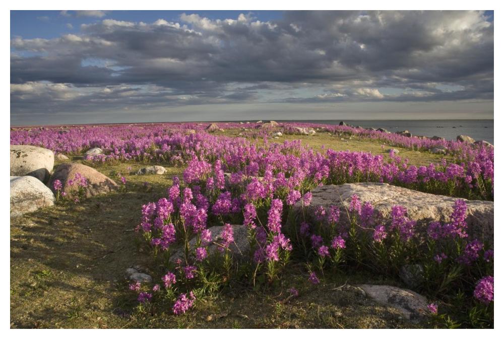 Fireweed covered island, Hudson Bay, Canada-Paper Art-50"x34"