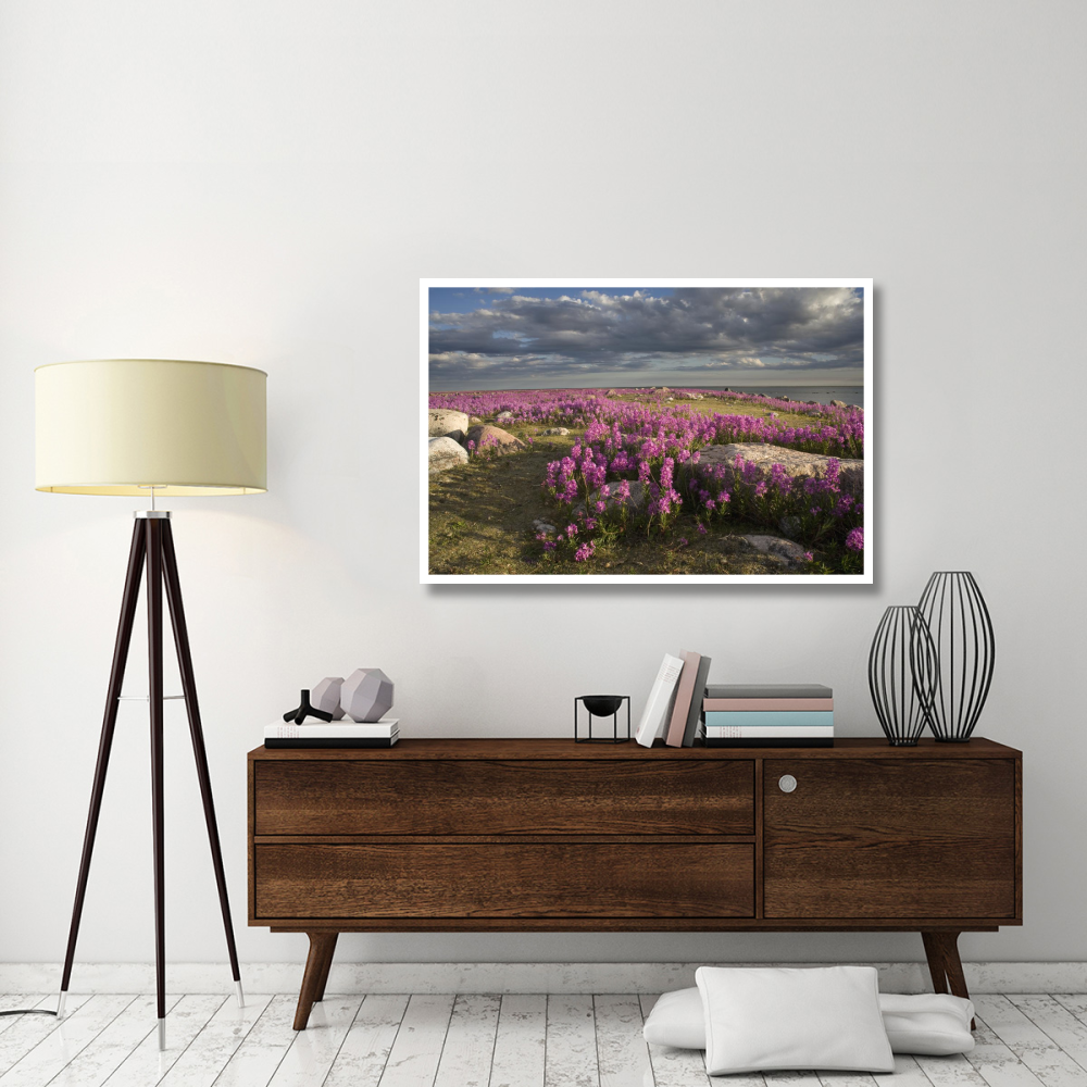 Fireweed covered island, Hudson Bay, Canada-Paper Art-50&quotx34"