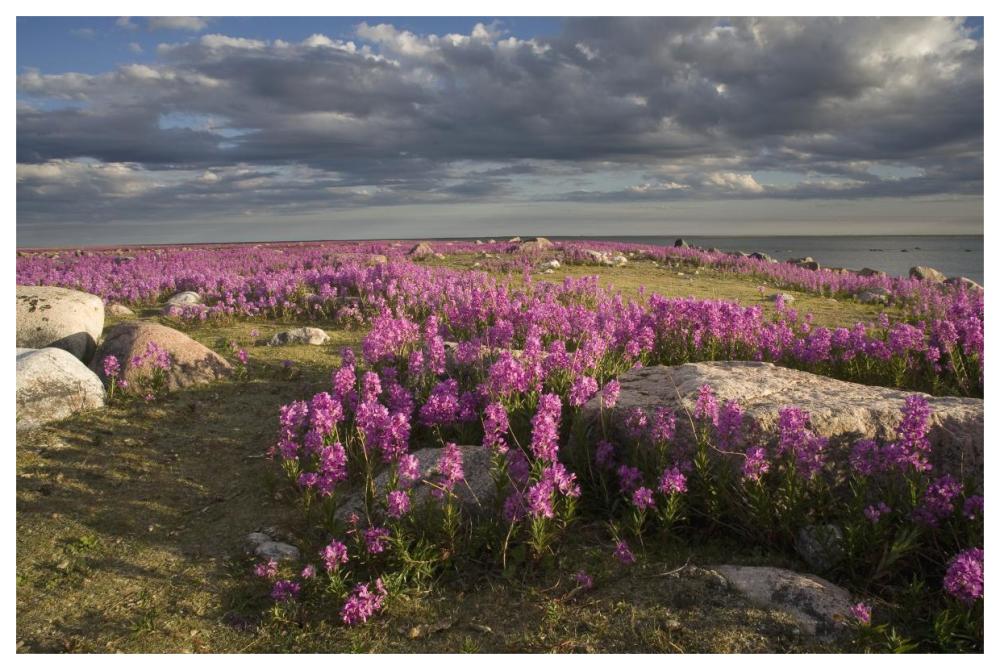 Fireweed covered island, Hudson Bay, Canada-Paper Art-62"x42"
