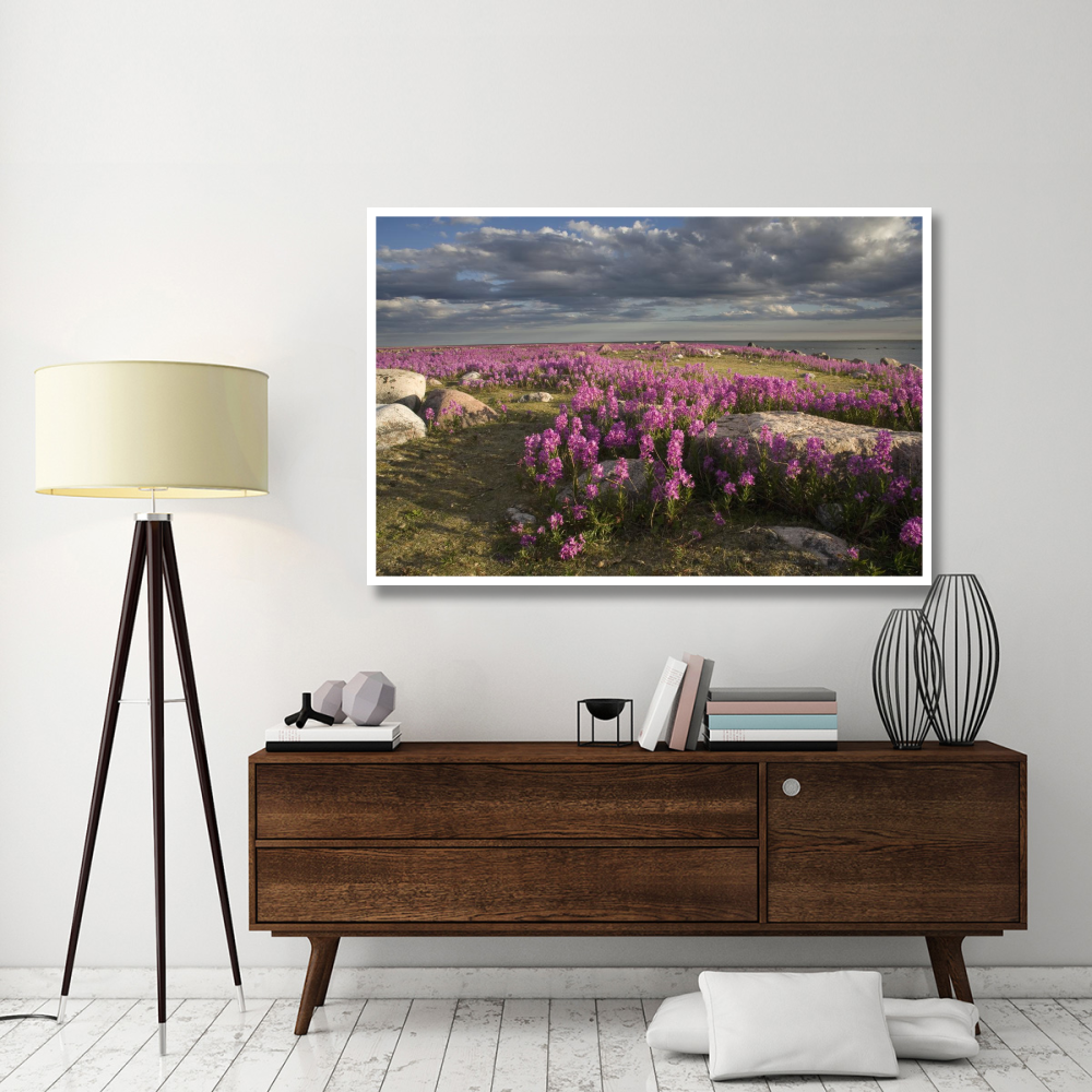 Fireweed covered island, Hudson Bay, Canada-Paper Art-62&quotx42"
