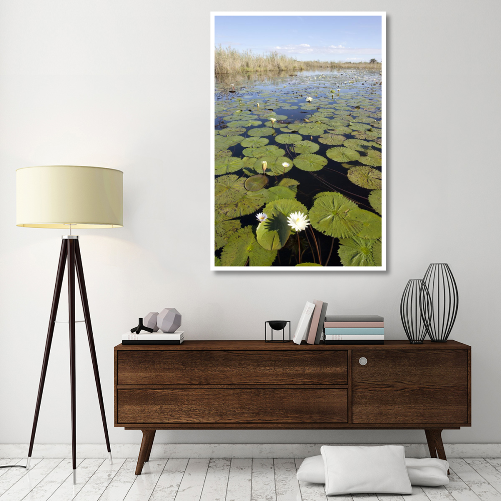Water Lily flowering, Okavango Delta, Botswana-Paper Art-42&quotx62"