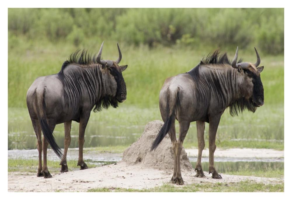 Blue Wildebeest pair, Okavango Delta, Botswana-Paper Art-38"x26"