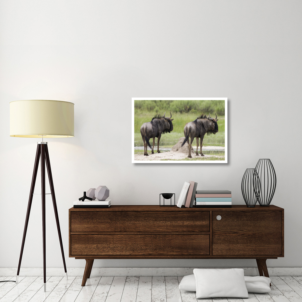 Blue Wildebeest pair, Okavango Delta, Botswana-Paper Art-38&quotx26"