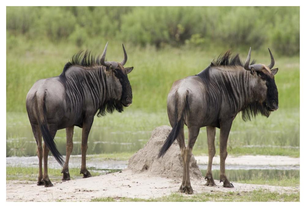 Blue Wildebeest pair, Okavango Delta, Botswana-Paper Art-50"x34"