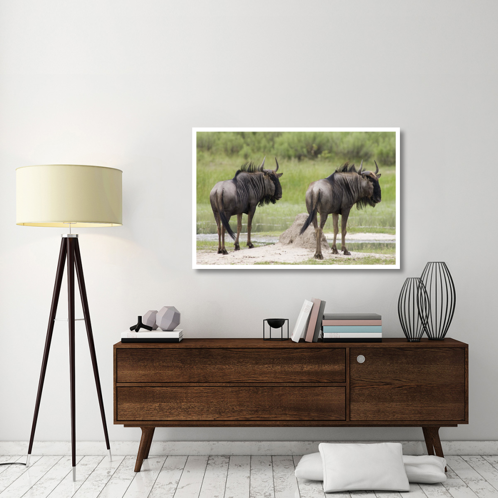 Blue Wildebeest pair, Okavango Delta, Botswana-Paper Art-50&quotx34"