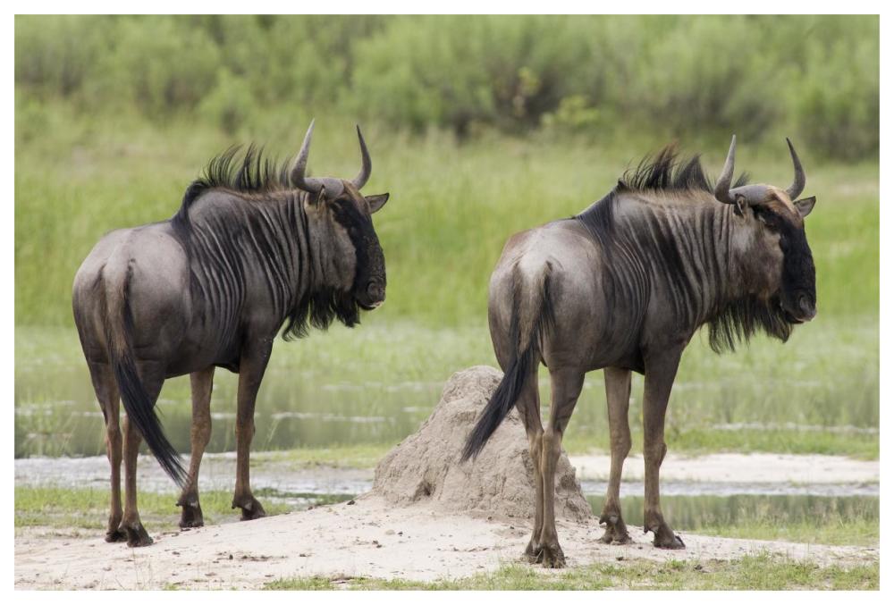 Blue Wildebeest pair, Okavango Delta, Botswana-Paper Art-62"x42"