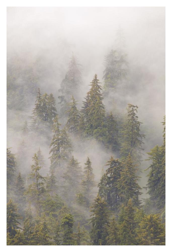 Mist in Tongass National Forest, Juneau, Alaska-Paper Art-14"x20"