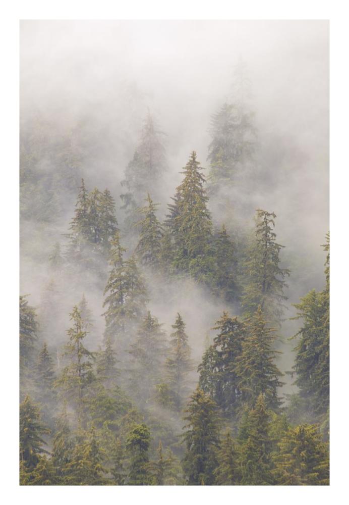 Mist in Tongass National Forest, Juneau, Alaska-Paper Art-18"x26"
