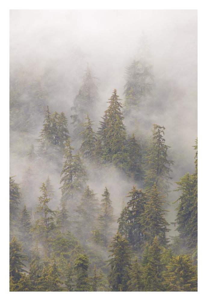 Mist in Tongass National Forest, Juneau, Alaska-Paper Art-22"x32"
