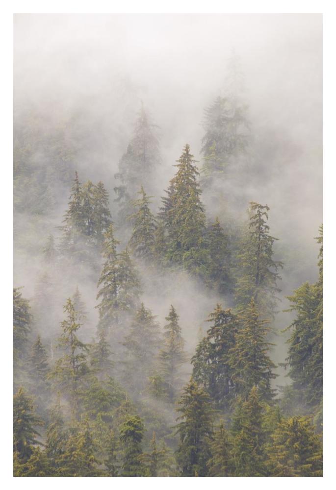Mist in Tongass National Forest, Juneau, Alaska-Paper Art-26"x38"