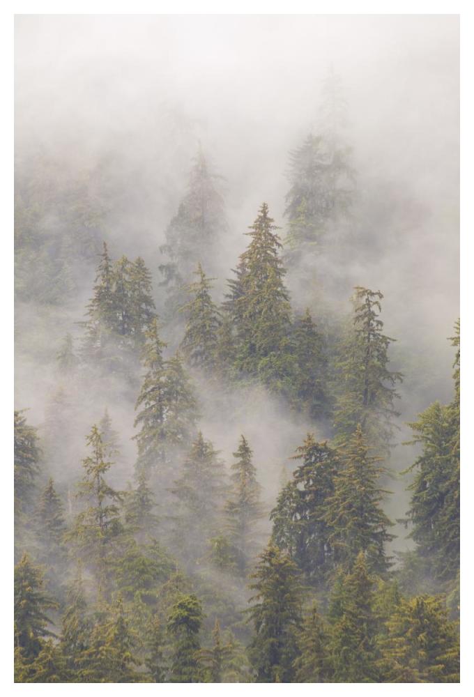 Mist in Tongass National Forest, Juneau, Alaska-Paper Art-34"x50"