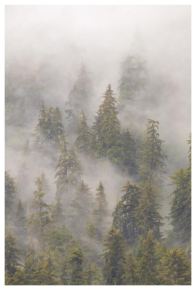 Mist in Tongass National Forest, Juneau, Alaska-Paper Art-42"x62"