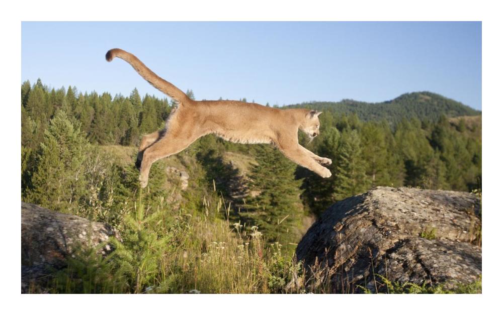 Mountain Lion jumping, Montana. Sequence 1 of 2-Paper Art-24"x15"