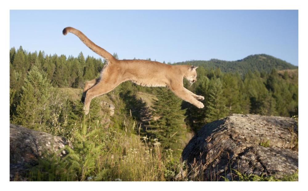 Mountain Lion jumping, Montana. Sequence 1 of 2-Paper Art-32"x19.7"