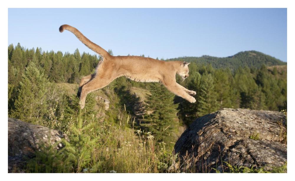 Mountain Lion jumping, Montana. Sequence 1 of 2-Paper Art-38"x23.2"