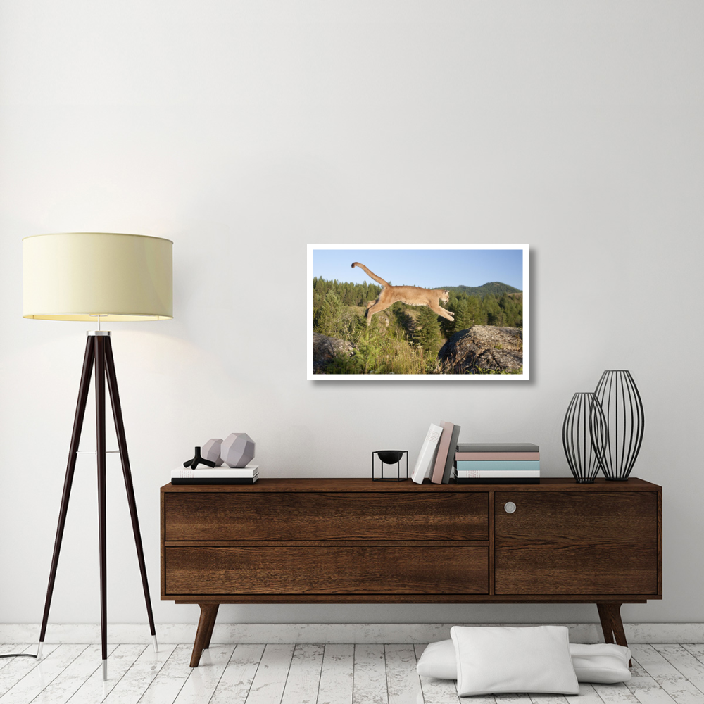 Mountain Lion jumping, Montana. Sequence 1 of 2-Paper Art-38&quotx23.2"