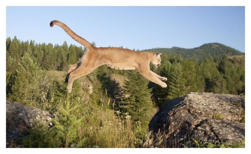 Mountain Lion jumping, Montana. Sequence 1 of 2-Paper Art-42"x25.6"