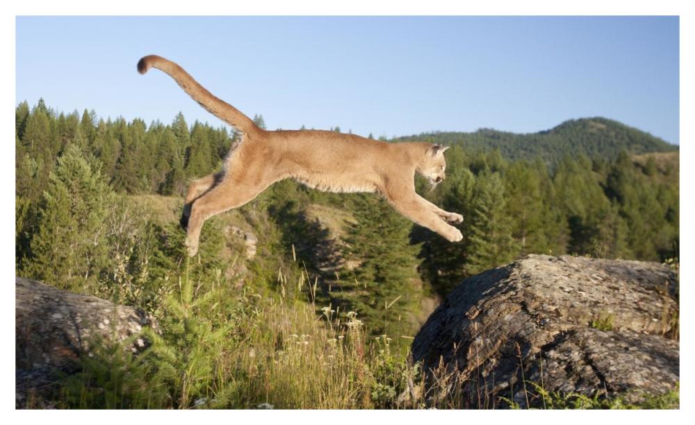 Mountain Lion jumping, Montana. Sequence 1 of 2-Paper Art-46"x28"