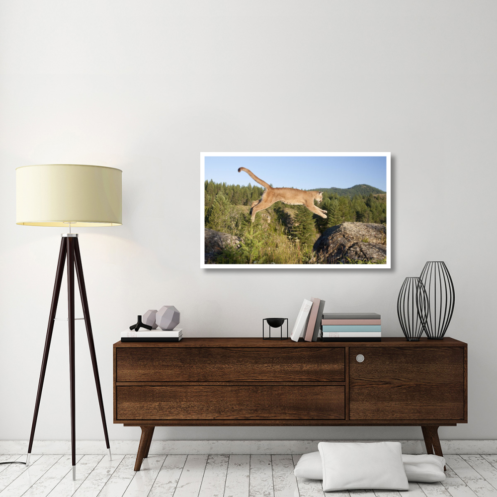Mountain Lion jumping, Montana. Sequence 1 of 2-Paper Art-46&quotx28"