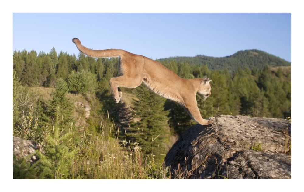 Mountain Lion jumping, Montana. Sequence 2 of 2-Paper Art-24"x15.2"