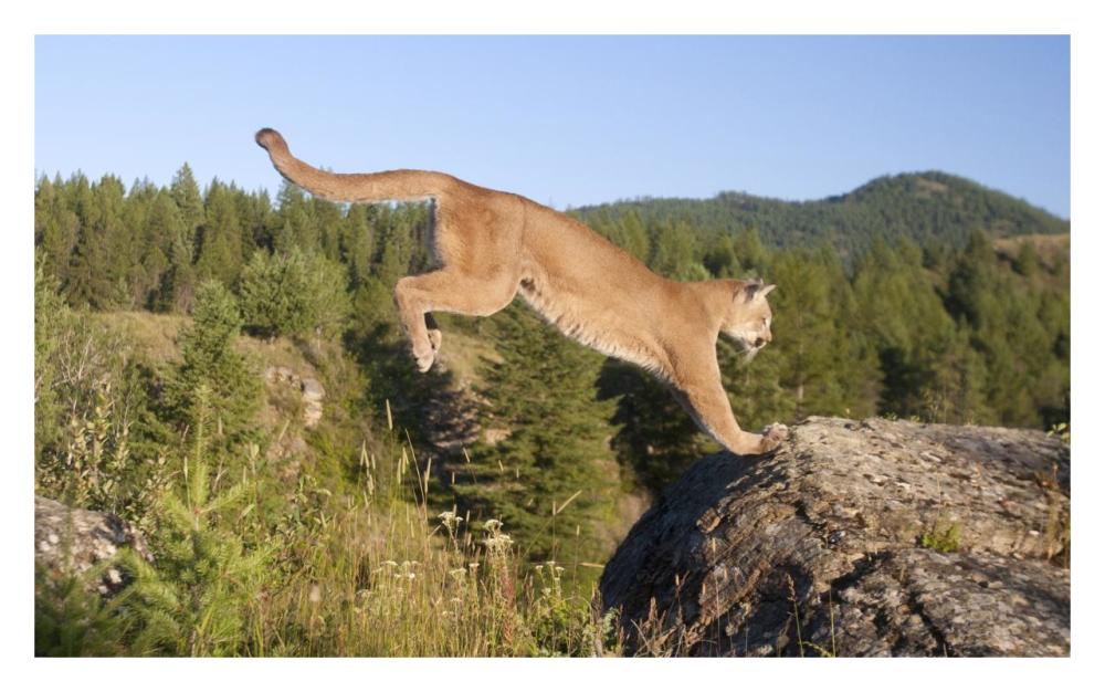 Mountain Lion jumping, Montana. Sequence 2 of 2-Paper Art-32"x20"