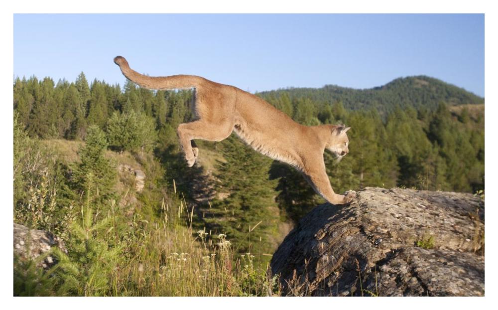Mountain Lion jumping, Montana. Sequence 2 of 2-Paper Art-38"x23.6"
